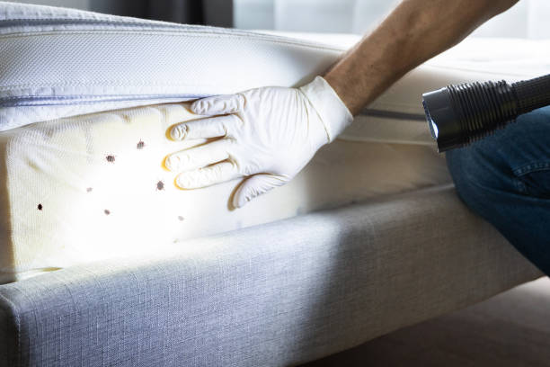 Best Ant Control Services  in Deep River Center, CT