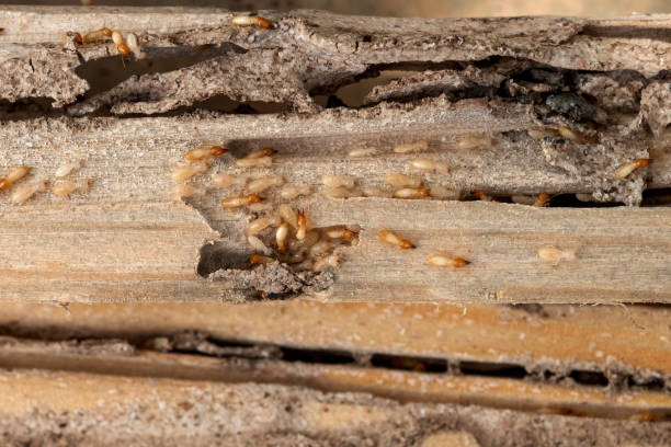 Best Local Pest Control Services  in Deep River Center, CT